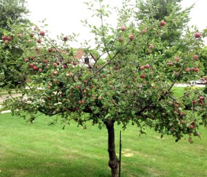 apple tree