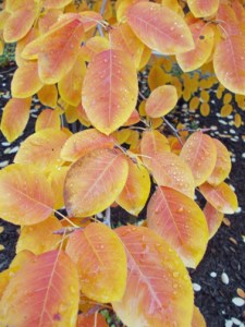 leaves