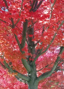 red tree